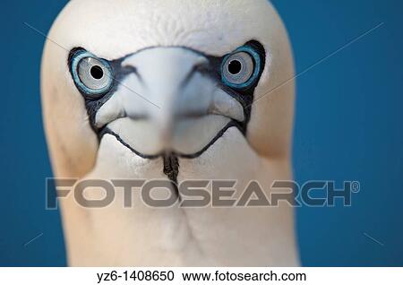 Northern Gannet Sula bassana portrait Bassrock, Scotland, Great Britain View Large Photo Image Stock Image - Northern Gannet Sula bassana portrait Bassrock, Scotland, Great Britain. Fotosearch