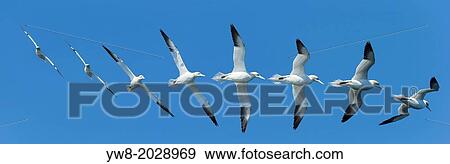 Northern Gannets flying in formation, Kolgrafarfjordur fjord, Iceland. View Large Photo Image Stock Photo - Northern Gannets flying in formation, Kolgrafarfjordur fjord, Iceland.. Fotosearch