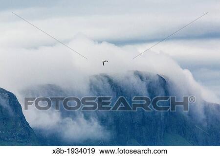 Northern gannets (Morus bassanas) on the wing at Runde Island, Norway. View Large Photo Image Stock Photo - Northern gannets (Morus bassanas) on the wing at Runde Island, Norway.. Fotosearch