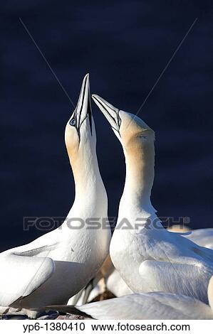 Northern Gannets, Morus bassanus, displaying pair, Heligoland, Germany View Large Photo Image Stock Image - Northern Gannets, Morus bassanus, displaying pair, Heligoland, Germany. Fotosearch