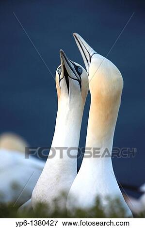 Northern Gannets, Morus bassanus, portrait of a displaying pair, Heligoland, Germany View Large Photo Image Stock Photo - Northern Gannets, Morus bassanus, portrait of a displaying pair, Heligoland, Germany. Fotosearch