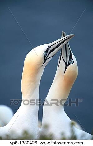 Stock Photograph - Northern Gannets, Morus bassanus, displaying pair, Heligoland, Germany. Fotosearch