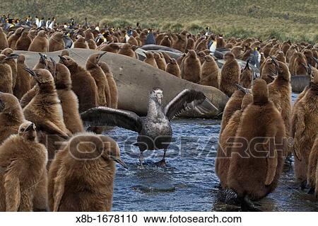 Stock Image - Northern giant petrel Macronectes halli threat display amongst king penguin chicks Aptenodytes patagonicus at Gold Harbour, South Georgia, Southern Ocean. Fotosearch