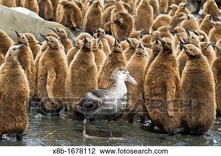 Northern giant petrel Macronectes halli amongst king penguin chicks Aptenodytes patagonicus at Gold Harbour, South Georgia, Southern Ocean View Large Photo Image Stock Image - Northern giant petrel Macronectes halli amongst king penguin chicks Aptenodytes patagonicus at Gold Harbour, South Georgia, Southern Ocean. Fotosearch