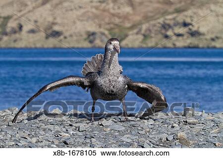 Northern giant petrel Macronectes halli threat display on the beach at Stromness, South Georgia, Southern Ocean View Large Photo Image Stock Photography - Northern giant petrel Macronectes halli threat display on the beach at Stromness, South Georgia, Southern Ocean. Fotosearch