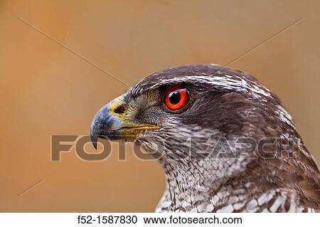 NORTHERN GOSHAWK Accipiter gentilis. View Large Photo Image Stock Image - NORTHERN GOSHAWK Accipiter gentilis.. Fotosearch