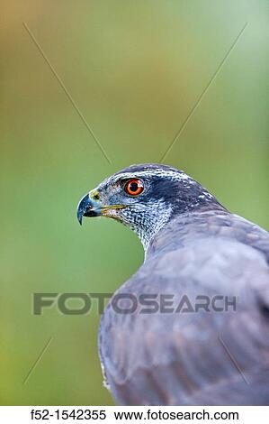 NORTHERN GOSHAWK Accipiter gentilis. View Large Photo Image Stock Photography - NORTHERN GOSHAWK Accipiter gentilis.. Fotosearch