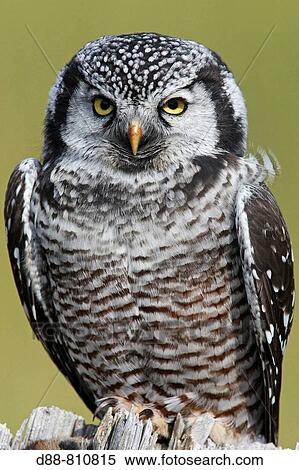 Northern Hawk Owl (Surnia ulula). Seward Peninsula, Alaska, USA View Large Photo Image Stock Photography - Northern Hawk Owl (Surnia ulula). Seward Peninsula, Alaska, USA. Fotosearch