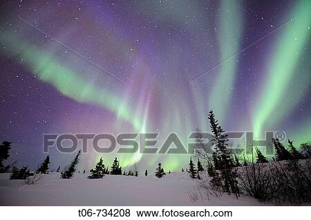 Northern lights (Aurora borealis) Northwest territories, March 2008, Canada View Large Photo Image Stock Photo - Northern lights (Aurora borealis) Northwest territories, March 2008, Canada. Fotosearch