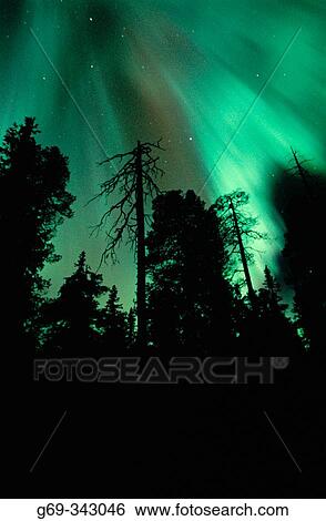 Northern lights in forest. Brannliden, V? sterbotten, Sweden View Large Photo Image Stock Photograph - Northern lights in forest. Brannliden, V? sterbotten, Sweden. Fotosearch