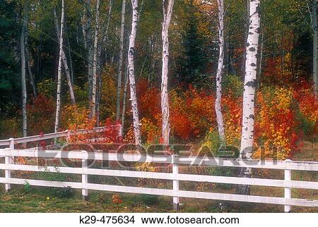 Northern Ontario autumn scenic. Maples and birches surrounded by white fence. Lively. Ontario. Canada. View Large Photo Image Picture - Northern Ontario autumn scenic. Maples and birches surrounded by white fence. Lively. Ontario. Canada.. Fotosearch