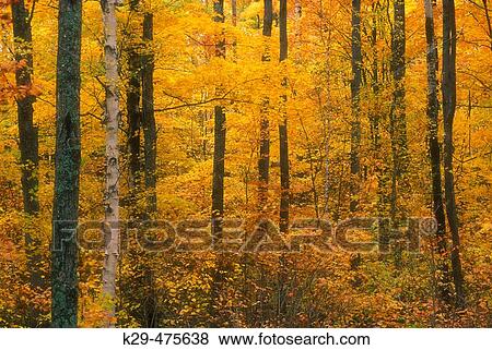 Northern Ontario autumn scenic. Hardwood forest in peak autumn colour. Webbwood. Ontario. Canada. View Large Photo Image Stock Photo - Northern Ontario autumn scenic. Hardwood forest in peak autumn colour. Webbwood. Ontario. Canada.. Fotosearch