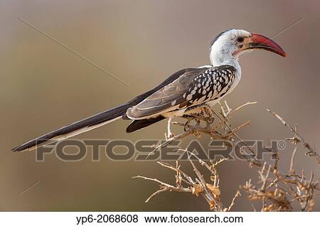 Northern Red-billed Hornbill (Tockus erythrorhynchus) sitting on branch, Samburu National Reserve, Kenya. View Large Photo Image Stock Photo - Northern Red-billed Hornbill (Tockus erythrorhynchus) sitting on branch, Samburu National Reserve, Kenya.. Fotosearch