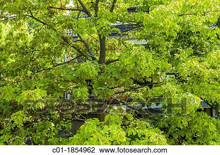 Northern red oak tree with summer foliage View Large Photo Image Stock Image - Northern red oak tree with summer foliage. Fotosearch