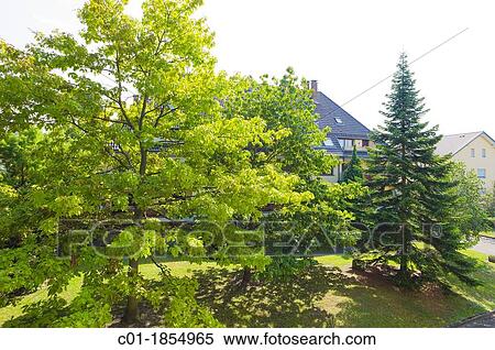 Northern red oak tree with summer foliage and fir tree View Large Photo Image Stock Photography - Northern red oak tree with summer foliage and fir tree. Fotosearch