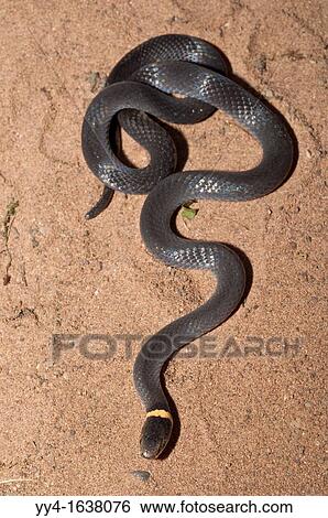 Stock Photograph - Northern ring-necked snake, Diadophis punctatus edwardsii, native to North America. Fotosearch