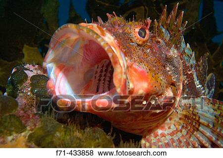 Northern scorpionfish (Scorpaena cardinalis) yawning. Poor Knights Islands, New Zealand. South Pacific Ocean. View Large Photo Image Stock Photo - Northern scorpionfish (Scorpaena cardinalis) yawning. Poor Knights Islands, New Zealand. South Pacific Ocean.. Fotosearch