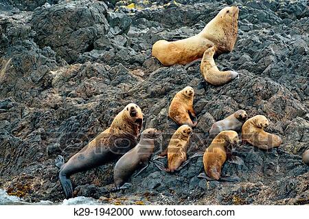 Stock Image - Northern sea lion (Eumetopias jubata) Haulout at Tatsung Rocks, Haida Gwaii (Queen Charlotte Islands) Gwaii Haanas NP, British Columbia, Canada.. Fotosearch