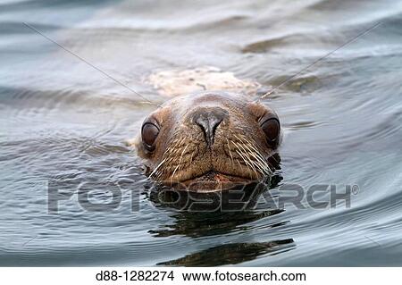 Northern Sea Lion Eumetopias jubatus Order: carnivora family: Otariidae. View Large Photo Image Picture - Northern Sea Lion Eumetopias jubatus Order: carnivora family: Otariidae.. Fotosearch