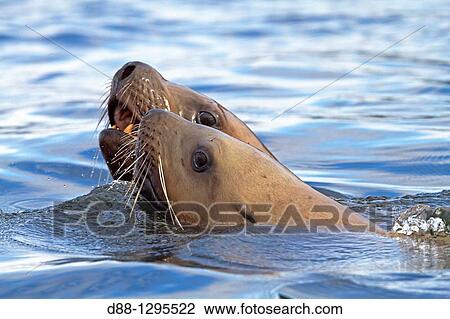 Stock Image - Northern Sea Lion Eumetopias jubatus Order: carnivora family: Otariidae.. Fotosearch