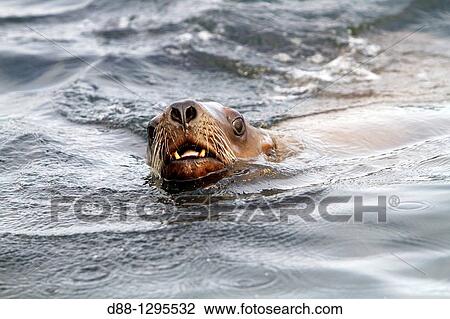 Stock Image - Northern Sea Lion Eumetopias jubatus Order: carnivora family: Otariidae.. Fotosearch