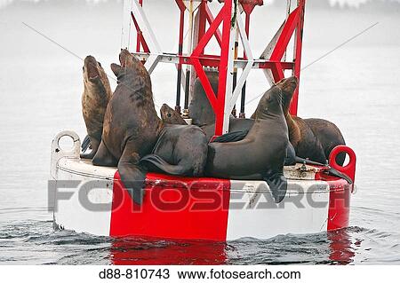 Northern Sea Lion (Eumetopias jubatus) resting on a beacon. Frederick Sound, Alaska, USA View Large Photo Image Stock Image - Northern Sea Lion (Eumetopias jubatus) resting on a beacon. Frederick Sound, Alaska, USA. Fotosearch
