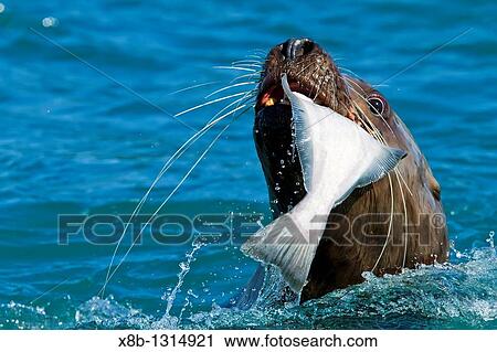 Northern Steller sea lion Eumetopias jubatus close-up eating a halibut in Southeastern Alaska, USA View Large Photo Image Stock Image - Northern Steller sea lion Eumetopias jubatus close-up eating a halibut in Southeastern Alaska, USA. Fotosearch