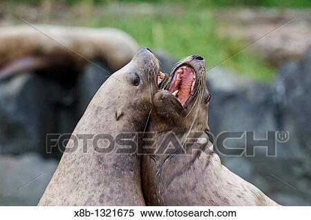 Stock Photography - Northern Steller sea lion Eumetopias jubatus colony on sail rock in Frederick Sound, southeastern Alaska. Fotosearch