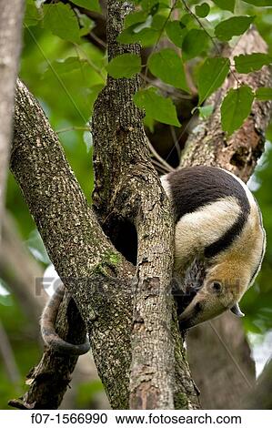 Stock Image - Northern tamandua Tamandua mexicana - feeding - Costa Rica - in tree - tropical dry forest. Fotosearch