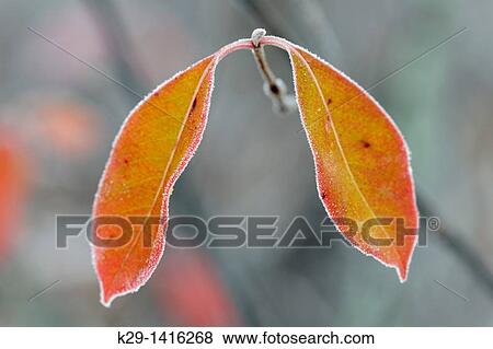 Northern wild raisin Viburnum cassinoides Frosted autumn leaves Greater Sudbury Ontario View Large Photo Image Stock Photo - Northern wild raisin Viburnum cassinoides Frosted autumn leaves Greater Sudbury Ontario. Fotosearch