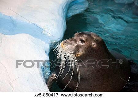 Noruega, Tromso Polaria Museum Seal View Large Photo Image Stock Photo - Noruega, Tromso Polaria Museum Seal. Fotosearch