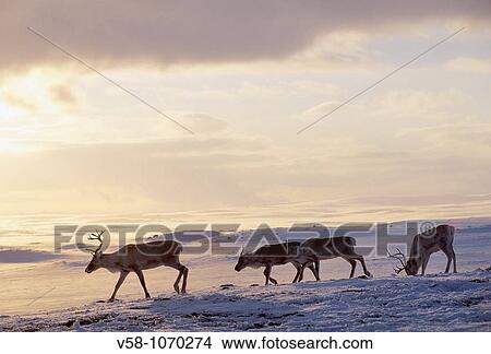Picture - Norway, Finnmark, Spring reindeer migration. Fotosearch