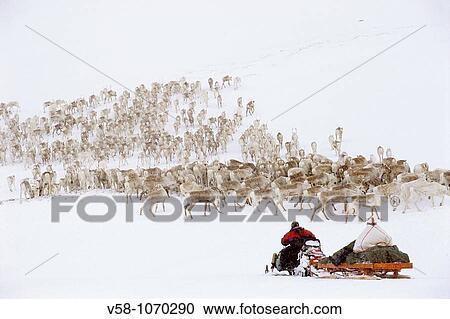 Norway, Finnmark, Spring reindeer migration, Snow storm View Large Photo Image Stock Image - Norway, Finnmark, Spring reindeer migration, Snow storm. Fotosearch