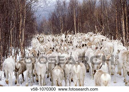Norway, Finnmark, Spring reindeer migration, Descent towards the Burfjord through a forest of birches View Large Photo Image Stock Image - Norway, Finnmark, Spring reindeer migration, Descent towards the Burfjord through a forest of birches. Fotosearch