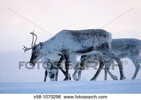 Stock Photograph - Norway, Finnmark, Spring reindeer migration. Fotosearch