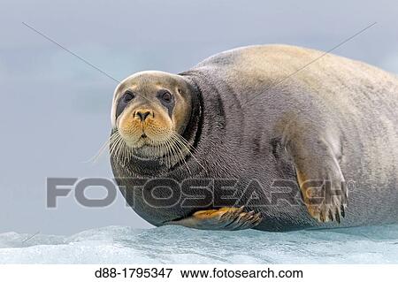 Stock Photo - Norway, Spitzbergern, Svalbard, Bearded seal Erignathus barbatus, on a piece of ice. Fotosearch