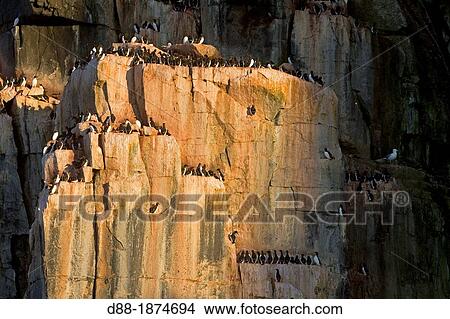Norway, Spitzbergern, Svalbard, Hinlopenstretet, colony of Alkefjellet, Rocks, Bird colony, Thick-billed Murre or Br? nnich's Guillemot Uria lomvia and Black-legged Kittiwake Rissa tridactyla View Large Photo Image Picture - Norway, Spitzbergern, Svalbard, Hinlopenstretet, colony of Alkefjellet, Rocks, Bird colony, Thick-billed Murre or Br? nnich's Guillemot Uria lomvia and Black-legged Kittiwake Rissa tridactyla. Fotosearch