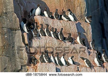 Norway, Spitzbergern, Svalbard, Hinlopenstretet, colony of Alkefjellet, Rocks, Bird colony, Thick-billed Murre or Br? nnich's Guillemot Uria lomvia and Black-legged Kittiwake Rissa tridactyla View Large Photo Image Picture - Norway, Spitzbergern, Svalbard, Hinlopenstretet, colony of Alkefjellet, Rocks, Bird colony, Thick-billed Murre or Br? nnich's Guillemot Uria lomvia and Black-legged Kittiwake Rissa tridactyla. Fotosearch