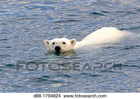 Norway, Spitzbergern, Svalbard, Polar Bear Ursus maritimus, swimming in search of prey seals on pieces of ice View Large Photo Image Picture - Norway, Spitzbergern, Svalbard, Polar Bear Ursus maritimus, swimming in search of prey seals on pieces of ice. Fotosearch