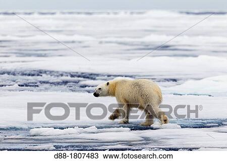 Norway, Spitzbergern, Svalbard, Polar Bear Ursus maritimus on the pack ice View Large Photo Image Stock Image - Norway, Spitzbergern, Svalbard, Polar Bear Ursus maritimus on the pack ice. Fotosearch