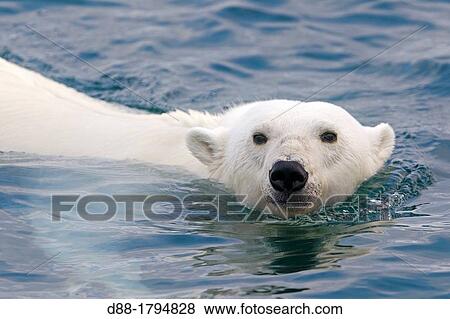Stock Photo - Norway, Spitzbergern, Svalbard, Polar Bear Ursus maritimus, swimming in search of prey seals on pieces of ice. Fotosearch