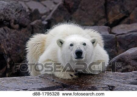 Stock Photo - Norway, Spitzbergern, Svalbard, Polar Bear Ursus maritimus on the ground. Fotosearch