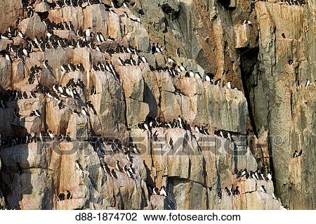 Norway, Spitzbergern, Svalbard, Hinlopenstretet, colony of Alkefjellet, Rocks, Bird colony, Thick-billed Murre or Br? nnich's Guillemot Uria lomvia and Black-legged Kittiwake Rissa tridactyla View Large Photo Image Stock Image - Norway, Spitzbergern, Svalbard, Hinlopenstretet, colony of Alkefjellet, Rocks, Bird colony, Thick-billed Murre or Br? nnich's Guillemot Uria lomvia and Black-legged Kittiwake Rissa tridactyla. Fotosearch