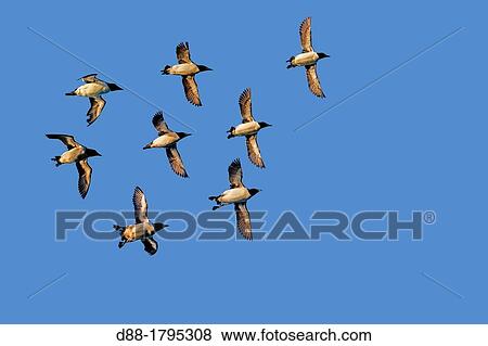 Stock Photo - Norway, Spitzbergern, Svalbard, Thick-billed Murre or Br? nnich's Guillemot Uria lomvia, in flight. Fotosearch