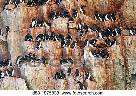 Norway, Spitzbergern, Svalbard, Hinlopenstretet, colony of Alkefjellet, Rocks, Bird colony, Thick-billed Murre or Br? nnich's Guillemot Uria lomvia and Black-legged Kittiwake Rissa tridactyla View Large Photo Image Stock Photo - Norway, Spitzbergern, Svalbard, Hinlopenstretet, colony of Alkefjellet, Rocks, Bird colony, Thick-billed Murre or Br? nnich's Guillemot Uria lomvia and Black-legged Kittiwake Rissa tridactyla. Fotosearch