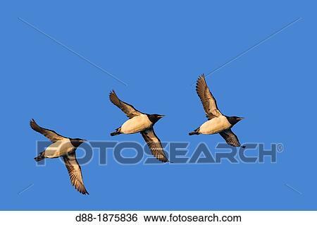 Norway, Spitzbergern, Svalbard, Thick-billed Murre or Br? nnich's Guillemot Uria lomvia, in flight View Large Photo Image Stock Photograph - Norway, Spitzbergern, Svalbard, Thick-billed Murre or Br? nnich's Guillemot Uria lomvia, in flight. Fotosearch