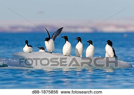 Stock Photograph - Norway, Spitzbergern, Svalbard, Thick-billed Murre or Br? nnich's Guillemot Uria lomvia, resting on a piece of ice. Fotosearch