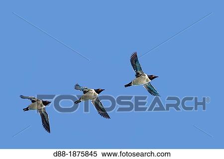 Norway, Spitzbergern, Svalbard, Thick-billed Murre or Br? nnich's Guillemot Uria lomvia, in flight View Large Photo Image Stock Photography - Norway, Spitzbergern, Svalbard, Thick-billed Murre or Br? nnich's Guillemot Uria lomvia, in flight. Fotosearch