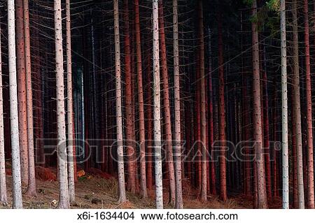 Norway Spruce Picea abies, Stems in Monoculture Forestry, Lower Saxony, Germany View Large Photo Image Picture - Norway Spruce Picea abies, Stems in Monoculture Forestry, Lower Saxony, Germany. Fotosearch