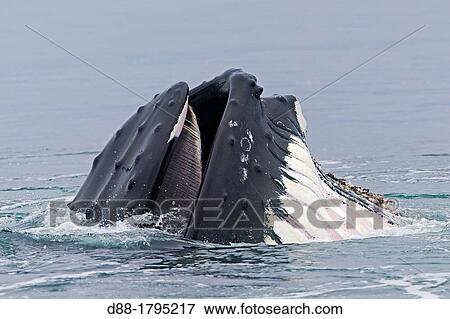 Stock Photo - Norway, Svalbard, Spitsbergen, Nordaustlandet, Humpback whale Megaptera novaeangliae, Mouth open with lateral lunge, surface feeding, expandable throat grooves. Fotosearch